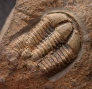 Conocoryphe cirina (Barrande, 1846)