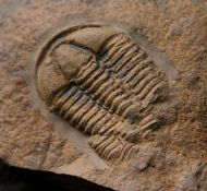 Conocoryphe cirina (Barrande, 1846)