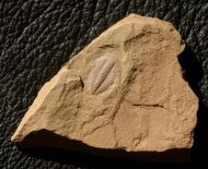 Wutingaspis tingi (Kobayashi 1944)