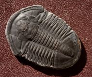 Asaphiscus wheeleri MEEK, 1873