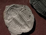 Asaphiscus wheeleri MEEK, 1873