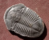 Asaphiscus wheeleri MEEK, 1873