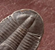 Asaphiscus wheeleri MEEK, 1873