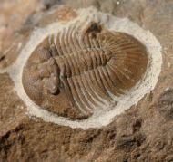 Metascutellum aff. pustulatum (BARRANDE)