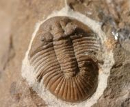 Metascutellum aff. pustulatum (BARRANDE)
