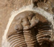 Metascutellum aff. pustulatum (BARRANDE)