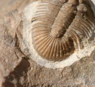 Metascutellum aff. pustulatum (BARRANDE)