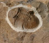 Metascutellum aff. pustulatum (BARRANDE)