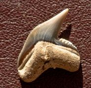Physogaleus contortus (GIBBES, 1849)
