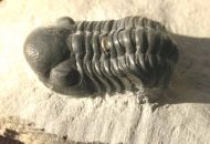Reedops maurulus Alberti, 1970