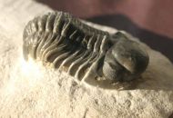Reedops maurulus Alberti, 1970