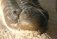 Reedops maurulus Alberti, 1970