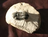 Reedops maurulus Alberti, 1970