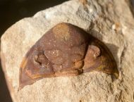 Dalmanitina socialis (BARRANDE, 1846)