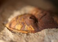 Dalmanitina socialis (BARRANDE, 1846)