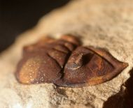 Dalmanitina socialis (BARRANDE, 1846)