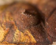 Dalmanitina socialis (BARRANDE, 1846)