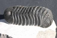 Phacops (Phacops) cf. sparsidosus STRUVE 1970