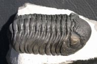 Phacops (Phacops) cf. sparsidosus STRUVE 1970