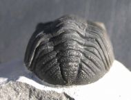 Phacops (Phacops) cf. sparsidosus STRUVE 1970