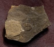 Aulacopleura konincki (BARRANDE, 1846)