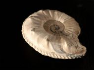 Pleuroceras salebrosum (Hyatt 1867)