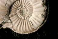Pleuroceras salebrosum (Hyatt 1867)