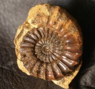 Pleuroceras spinatum (Bruguire 1789)