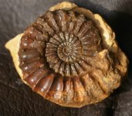 Pleuroceras spinatum (Bruguire 1789)