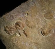 Paradoxides gracilis (BOECK, 1827)