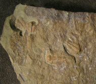 Paradoxides gracilis (BOECK, 1827)