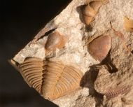 Dalmanitina socialis und Deanaspis goldfussi