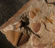 Dalmanitina socialis und Deanaspis goldfussi