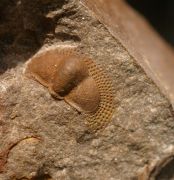 Dalmanitina socialis und Deanaspis goldfussi
