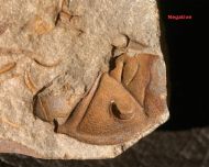 Dalmanitina socialis und Deanaspis goldfussi