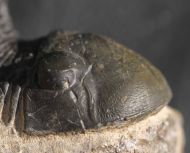 Paralejurus  spatuliformis SCHRAUT & FEIST 2004