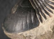 Paralejurus  spatuliformis SCHRAUT & FEIST 2004