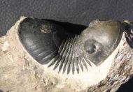 Paralejurus  spatuliformis SCHRAUT & FEIST 2004