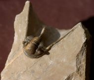 Cyphaspis agayuara CHATTERTON et al., 2006