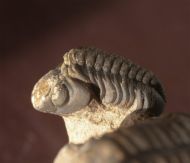Paralejurus elayounensis SCHRAUT 2000