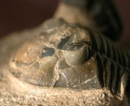 Paralejurus elayounensis SCHRAUT 2000