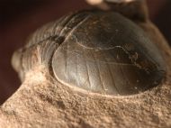 Paralejurus elayounensis SCHRAUT 2000