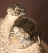 Paralejurus elayounensis SCHRAUT 2000