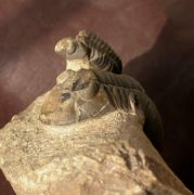 Paralejurus elayounensis SCHRAUT 2000