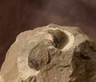 Paralejurus elayounensis SCHRAUT 2000
