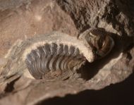 Paralejurus elayounensis SCHRAUT 2000