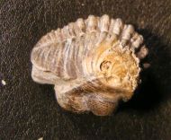 Geesops schlotheimi (BRONN, 1825)