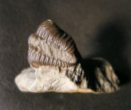 Geesops schlotheimi (BRONN, 1825)