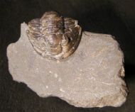 Cornuproetus cornutus (GOLDFUSS, 1843)