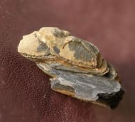 Colpocoryphe rouaulti HENRY, 1970
